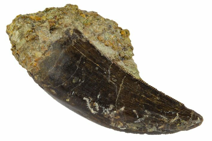Serrated, Tyrannosaur Tooth in Rock - Judith River Formation #114012